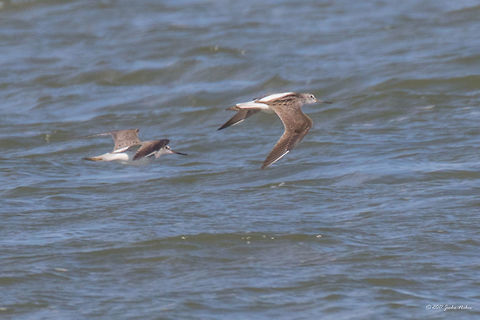 Common greenshank - Tringa nebularia A couple of Common Greenshank in flight over small lagoon near Keramoti, Greece. Captured from big distance, not very sharp photo. Animal,Animalia,Aves,Bird,Charadriiformes,Chordata,Common greenshank,Eastern Macedonia,Europe,Geotagged,Greece,Greenshank,Keramoti,Nature,Scolopacidae,Shorebird,Spring,Tringa nebularia,Wader,Wildlife