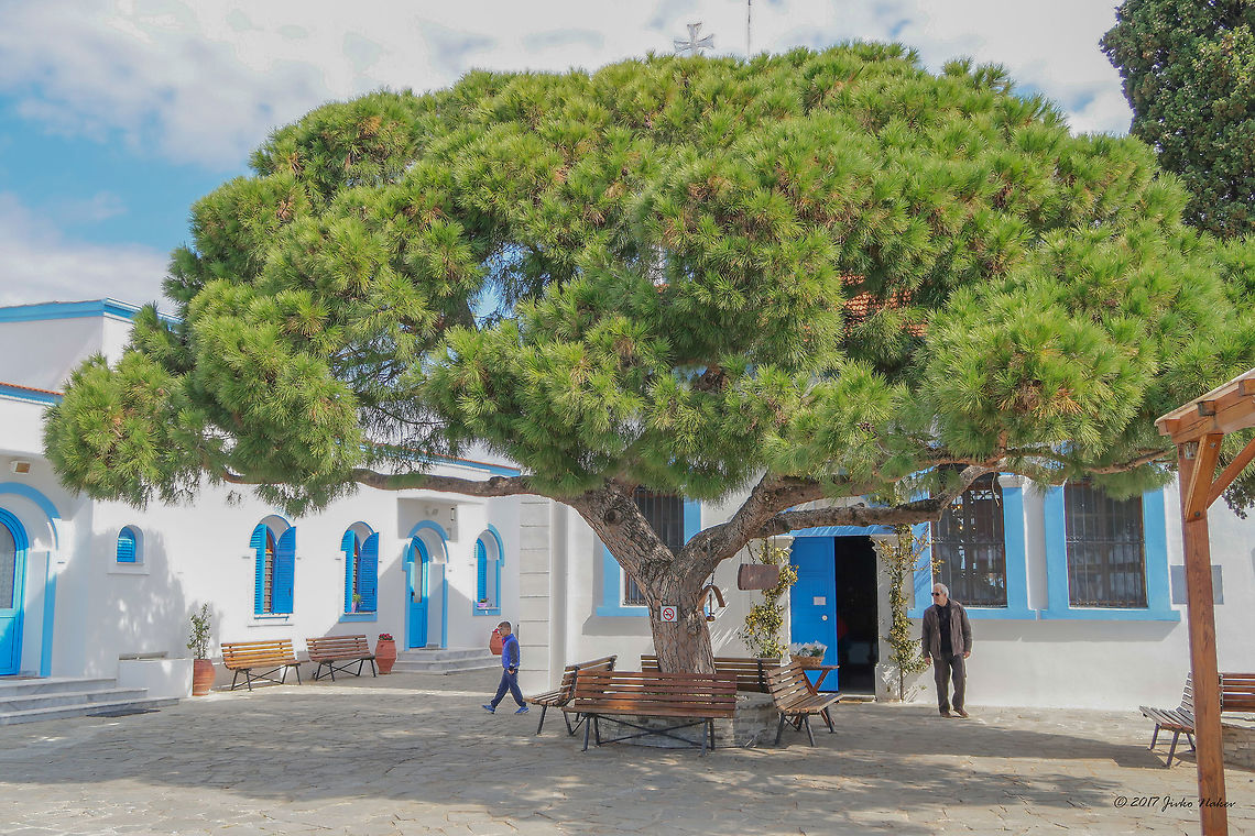 Stone pine - Pinus pinea This beautiful mid-aged umbrella canopy pine is in the yard of a picturesque Agios Nikolaos monastery, situated at Vistonida lake, Nestos Delta National Park, Rodopi region, Greece. A place to be visited many times.<br />
<figure class="photo"><a href="https://www.jungledragon.com/image/50112/stone_pine_seeds_-_pinus_pinea.html" title="Stone pine seeds - Pinus pinea"><img src="https://s3.amazonaws.com/media.jungledragon.com/images/1332/50112_thumb.jpg?AWSAccessKeyId=05GMT0V3GWVNE7GGM1R2&Expires=1769040010&Signature=KU56mUCzZOt59Jw%2BbDP1advGvR8%3D" width="200" height="134" alt="Stone pine seeds - Pinus pinea https://www.jungledragon.com/image/50111/stone_pine_-_pinus_pinea.html Eastern Macedonia,Europe,Fanari,Flowering Plant,Greece,Magnoliophyta,Nature,Pinales,Pinophyta,Pinus pinea,Plantae,Stone Pine,Stone pine,Wildlife,flower" /></a></figure> Eastern Macedonia,Europe,Fanari,Flowering Plant,Greece,Magnoliophyta,Nature,Pinales,Pinophyta,Pinus pinea,Plantae,Stone Pine,Stone pine,Wildlife,flower
