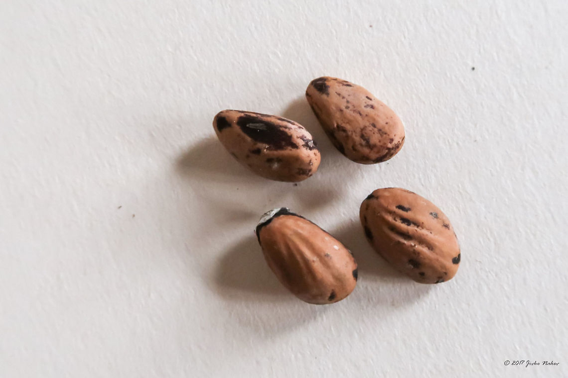 Stone pine seeds - Pinus pinea <figure class="photo"><a href="https://www.jungledragon.com/image/50111/stone_pine_-_pinus_pinea.html" title="Stone pine - Pinus pinea"><img src="https://s3.amazonaws.com/media.jungledragon.com/images/1332/50111_thumb.jpg?AWSAccessKeyId=05GMT0V3GWVNE7GGM1R2&Expires=1769040010&Signature=2U27niCfQlKW7p3L4DQwdVmDA6w%3D" width="200" height="134" alt="Stone pine - Pinus pinea This beautiful mid-aged umbrella canopy pine is in the yard of a picturesque Agios Nikolaos monastery, situated at Vistonida lake, Nestos Delta National Park, Rodopi region, Greece. A place to be visited many times.<br />
https://www.jungledragon.com/image/50112/stone_pine_seeds_-_pinus_pinea.html Eastern Macedonia,Europe,Fanari,Flowering Plant,Greece,Magnoliophyta,Nature,Pinales,Pinophyta,Pinus pinea,Plantae,Stone Pine,Stone pine,Wildlife,flower" /></a></figure> Eastern Macedonia,Europe,Fanari,Flowering Plant,Greece,Magnoliophyta,Nature,Pinales,Pinophyta,Pinus pinea,Plantae,Stone Pine,Stone pine,Wildlife,flower