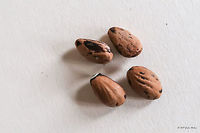 Stone pine seeds - Pinus pinea https://www.jungledragon.com/image/50111/stone_pine_-_pinus_pinea.html Eastern Macedonia,Europe,Fanari,Flowering Plant,Greece,Magnoliophyta,Nature,Pinales,Pinophyta,Pinus pinea,Plantae,Stone Pine,Stone pine,Wildlife,flower