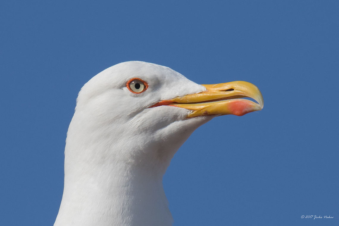 Yellow-legged gull - Larus michahellis This gull was kind enough to pose for a couple of close-up shots while drinking coffee with my wife in the morning on the balcony of our hotel in Keramoti, Greece. Animal,Animalia,Aves,Bird,Charadriiformes,Chordata,Eastern Macedonia,Europe,Geotagged,Greece,Keramoti,Laridae,Larus michahellis,Larus michanellis,Nature,Spring,Wildlife,Yellow-legged gull