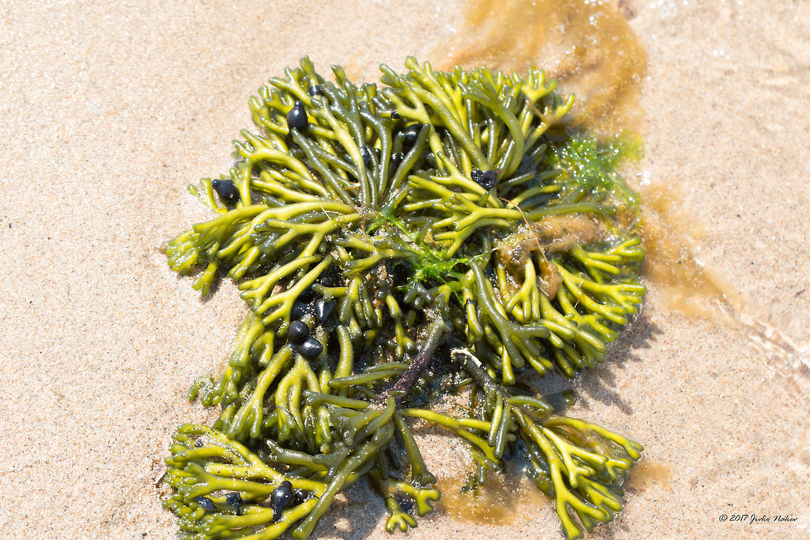 Horn shaped seaweed - Codium vermilara Codium vermilara (Olivi) Delle Chiaje 1829 is green algae from Codiacea family. Species identified with the kind help of Mr. Michel Quiry - AlgaeBase Bryopsidales,Chlorophyta,Codiaceae,Codium vermilara,Eastern Macedonia,Europe,Geotagged,Greece,Keramoti,Nature,Plantae,Spring,Ulvophyceae,Wildlife