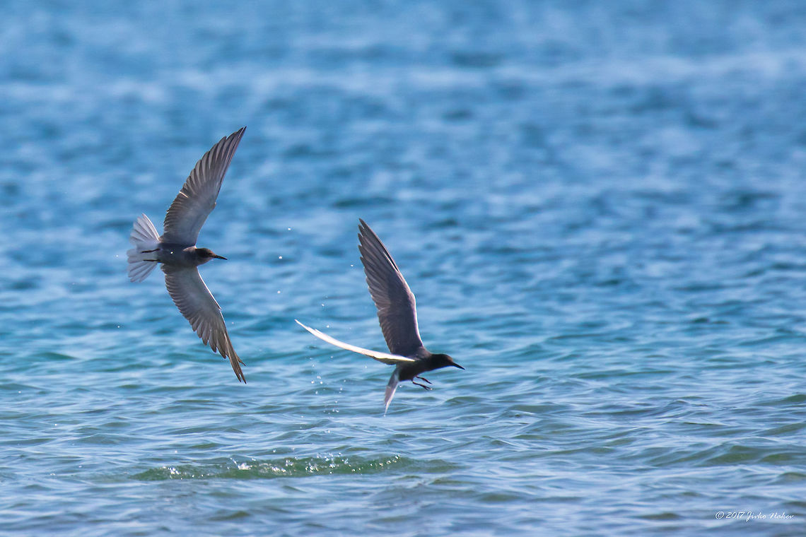 Black terns - Chlidonias niger I like to watch these birds diving for fish. I wish they were closer to the beach!<br />
<figure class="photo"><a href="https://www.jungledragon.com/image/49990/black_tern_in_flight_near_keramoti_northern_greece.html" title="Black tern in flight near Keramoti, Northern Greece"><img src="https://s3.amazonaws.com/media.jungledragon.com/images/1332/49990_thumb.jpg?AWSAccessKeyId=05GMT0V3GWVNE7GGM1R2&Expires=1759968010&Signature=K5dCkifRE8VnxxvsYLEabmRVxXQ%3D" width="200" height="134" alt="Black tern in flight near Keramoti, Northern Greece Black tern - Chlidonias niger<br />
A 2-days trip to Northern Greece - Keramoti and Fanari region. Nestos river delta.<br />
Quite a frustrating experience! I&#039;ve made 100s of photos trying to catch these quick very maneuverable birds in flight. But it was worth it - I still have some successful shots!<br />
https://www.jungledragon.com/image/50221/black_terns_-_chlidonias_niger.html Animal,Animalia,Aves,Bird,Black tern,Charadriiformes,Chlidonias niger,Chordata,Eastern Macedonia,Europe,Geotagged,Greece,Keramoti,Laridae,Nature,Spring,Wildlife" /></a></figure> Animal,Animalia,Aves,Bird,Black tern,Charadriiformes,Chlidonias niger,Chordata,Eastern Macedonia,Europe,Geotagged,Greece,Keramoti,Laridae,Nature,Spring,Wildlife