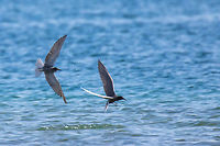 Black terns - Chlidonias niger I like to watch these birds diving for fish. I wish they were closer to the beach!<br />
https://www.jungledragon.com/image/49990/black_tern_in_flight_near_keramoti_northern_greece.html Animal,Animalia,Aves,Bird,Black tern,Charadriiformes,Chlidonias niger,Chordata,Eastern Macedonia,Europe,Geotagged,Greece,Keramoti,Laridae,Nature,Spring,Wildlife