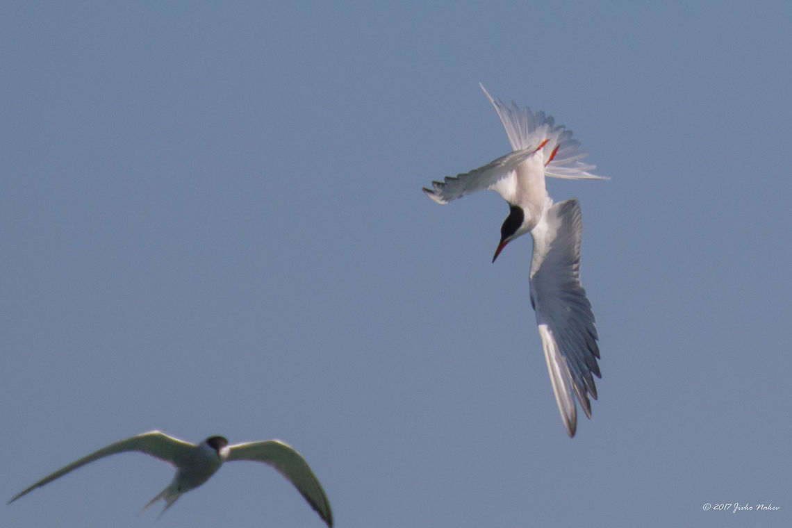 Diving. Common tern - Sterna hirundo. Greece, near Keramoti.  Animal,Animalia,Aves,Bird,Charadriiformes,Chordata,Common Tern,Common tern,Eastern Macedonia,Europe,Geotagged,Greece,Keramoti,Nature,Spring,Sterna hirundo,Sternidae,Wildlife
