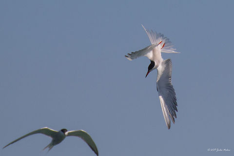 Diving. Common tern - Sterna hirundo. Greece, near Keramoti.  Animal,Animalia,Aves,Bird,Charadriiformes,Chordata,Common Tern,Common tern,Eastern Macedonia,Europe,Geotagged,Greece,Keramoti,Nature,Spring,Sterna hirundo,Sternidae,Wildlife