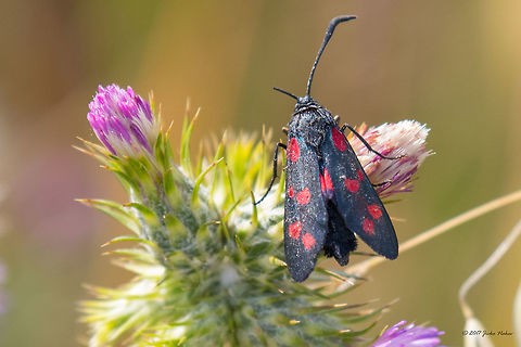 Six-spot burnet - Zygaena filipendulae  Animal,Animalia,Arthropoda,Burnet moth,Europe,Forester moth,France,Geotagged,Insect,Insecta,Lepidoptera,Nature,Regional Nature Park of the Camargue,Six-spot burnet,Spring,Wildlife,Zygaena filipendulae,Zygaenidae