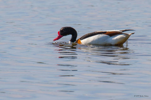 Common shelduck - Tadorna tadorna Captured from quite a big distance in Étang de Vaccarès - a salt water lagoon in the wetlands of Camargue, the delta of the river Rhone, France. Anatidae,Animal,Animalia,Anseriformes,Aves,Bird,Chordata,Common Shelduck,Common shelduck,Europe,France,Geotagged,Nature,Regional Nature Park of the Camargue,Spring,Tadorna tadorna,Wildlife