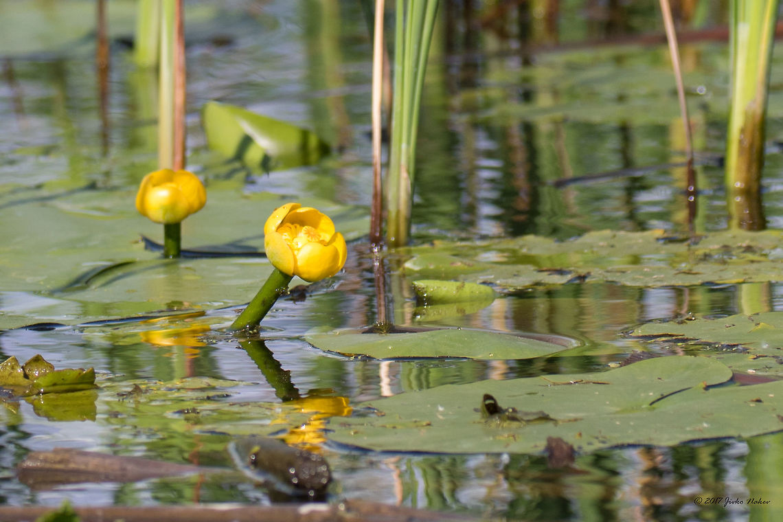 Yellow water lily - Nuphar lutea Although the WIki page shows as accepted scientific name for this species Nuphar lutea, as per ITIS, Catalogue of Life: 2015 Annual Checklist the accepted name is Nuphar advena.<br />
Maybe it should be better to change it here to Nuphar advena?<br />
Catalogue of life: <a href="https://goo.gl/N08atC" rel="nofollow">https://goo.gl/N08atC</a><br />
 Eudicot,Europe,Flowering Plant,Geotagged,Magnoliophyta,Nature,Nuphar lutea,Nuphar luteum,Nymphaeaceae,Nymphaeales,Plantae,Serbia,Spring,Wildlife,Yellow water lily,Zasavica Nature reserve,flower