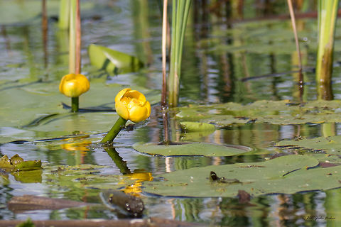 Yellow water lily - Nuphar lutea Although the WIki page shows as accepted scientific name for this species Nuphar lutea, as per ITIS, Catalogue of Life: 2015 Annual Checklist the accepted name is Nuphar advena.
Maybe it should be better to change it here to Nuphar advena?
Catalogue of life: https://goo.gl/N08atC
 Eudicot,Europe,Flowering Plant,Geotagged,Magnoliophyta,Nature,Nuphar lutea,Nuphar luteum,Nymphaeaceae,Nymphaeales,Plantae,Serbia,Spring,Wildlife,Yellow water lily,Zasavica Nature reserve,flower