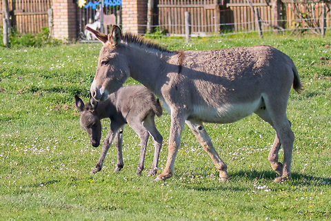 Domestic donkey - Equus africanus asinus  Animal,Animalia,Chordata,Domestic donkey,Donkey,Equidae,Equus africanus asinus,Geotagged,Mammalia,Nature,Perissodactyla,Serbia,Spring,Wildlife,mammals