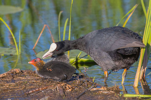 Eurasian coot - Fulica atra.  Mamma and chick. It is so pretty and ugly in the same time! Eurasian Coot,Fulica atra,Geotagged,Serbia,Spring