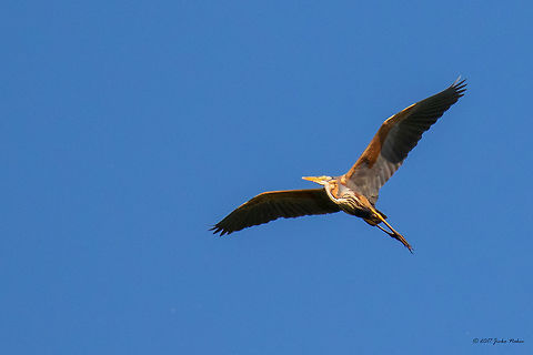 Purple heron - Ardea purpurea Captured over Sava river - Zasavica nature reserve - Serbia. Ardea purpurea,Geotagged,Purple heron,Serbia,Spring