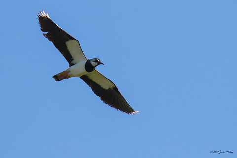 Northern lapwing (Vanellus vanellus) over a farmyard at the side od Sava river, Zasavica nature reserve, Serbia.  Animal,Animalia,Aves,Bird,Charadriidae,Charadriiformes,Chordata,Europe,Geotagged,Nature,Northern lapwing,Serbia,Spring,Vanellus vanellus,Wildlife,Zasavica Nature reserve