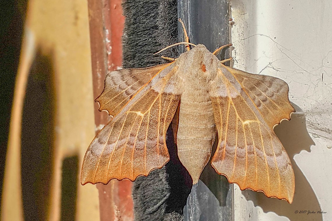 Poplar hawk-moth - Laothoe populi That morning I didn&#039;t take my camera with me and.... I saw this beauty on the garage door and used my smartphone to take this picture.. Animal,Animalia,Arthropoda,Bulgaria,Europe,Geotagged,Hornworm,Insect,Insecta,Laothoe populi,Lepidoptera,Moth Week 2018,Nature,Poplar hawk-moth,Sofia,Sphingidae,Sphinx moth,Spring,Wildlife,city