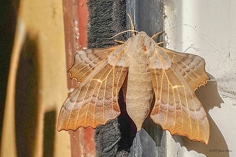 Poplar hawk-moth - Laothoe populi That morning I didn't take my camera with me and.... I saw this beauty on the garage door and used my smartphone to take this picture.. Animal,Animalia,Arthropoda,Bulgaria,Europe,Geotagged,Hornworm,Insect,Insecta,Laothoe populi,Lepidoptera,Moth Week 2018,Nature,Poplar hawk-moth,Sofia,Sphingidae,Sphinx moth,Spring,Wildlife,city