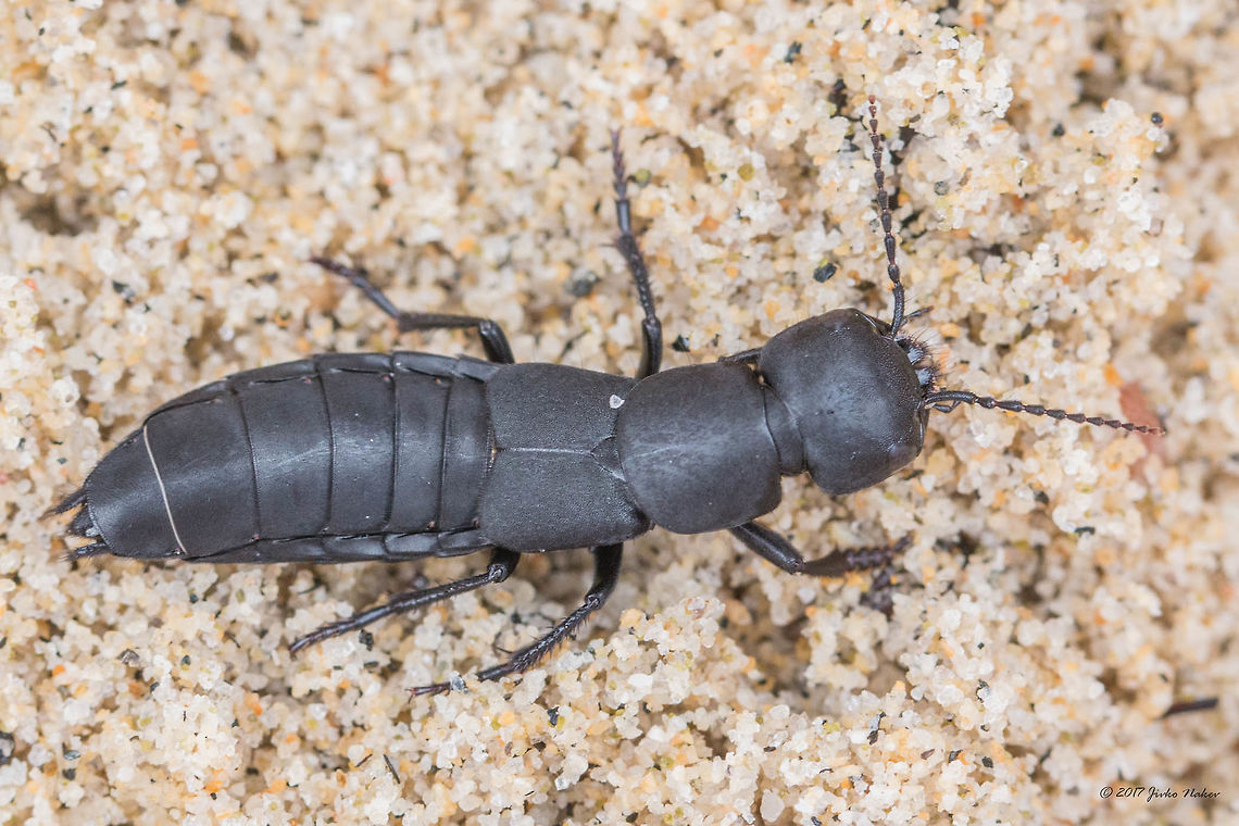 Devil's coach horse beetle - Ocypus olens  Animal,Animalia,Arthropoda,Central Macedonia,Coleoptera,Devils coach-horse beetle,Europe,Geotagged,Greece,Halkidiki,Insect,Insecta,Nature,Ocypus olens,Rove beetle,Sithonia,Spring,Staphylinidae,Sykia