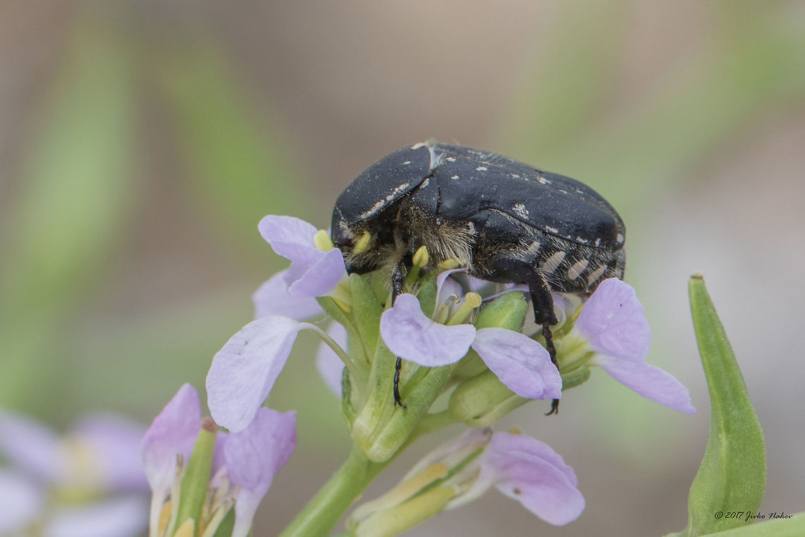 Oxythyrea cinctella - Flower chafer beetle  Geotagged,Greece,Middle-east flower scarab,Oxythyrea cinctella,Spring