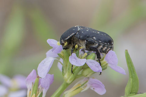 Oxythyrea cinctella - Flower chafer beetle  Geotagged,Greece,Middle-east flower scarab,Oxythyrea cinctella,Spring