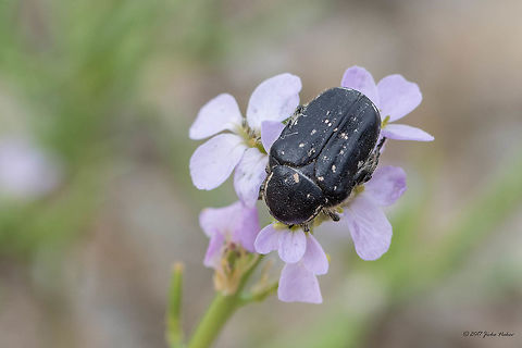 Oxythyrea cinctella - Flower chafer beetle  "Cetoniidae",Animal,Animalia,Arthropoda,Central Macedonia,Cetoniinae,Chafer beetle,Coleoptera,Europe,Geotagged,Greece,Halkidiki,Insect,Insecta,Middle-east flower scarab,Nature,Neos Marmaras,Oxythyrea cinctella,Scarabaeidae,Scarabeoidea