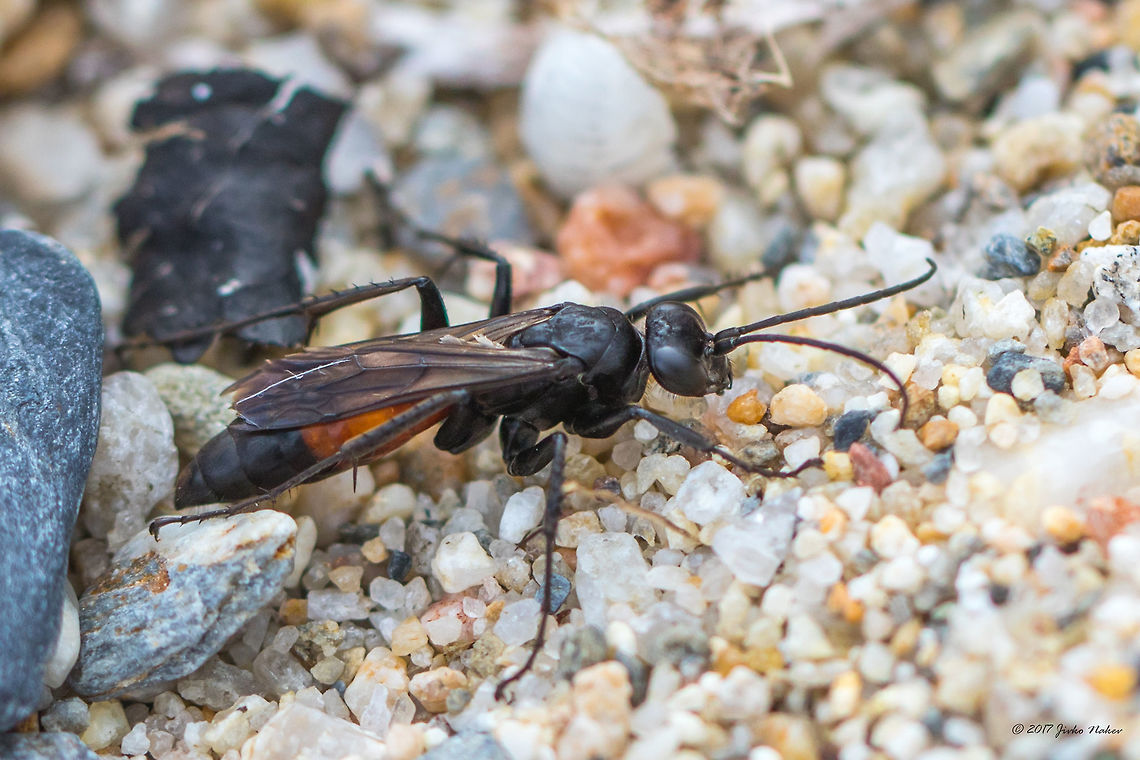 Spider wasp - Arachnospila trivialis Quite difficult to identify this species. I have checked all 93 Pompilid species recorded in Greece and came to the conclusion, that this is the best match. Very busy wasp, didn't stay calm even for a fraction of a second. It took me quite a long time and big efforts to make only a few sharp photos. Animal,Animalia,Arachnospila trivialis,Arthropoda,Central Macedonia,Europe,Geotagged,Greece,Halkidiki,Hymenoptera,Insect,Insecta,Nature,Neos Marmaras,Pompilidae,Sithonia,Spider wasp,Spring,Wildlife