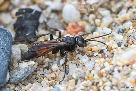 Arachnospila trivialis