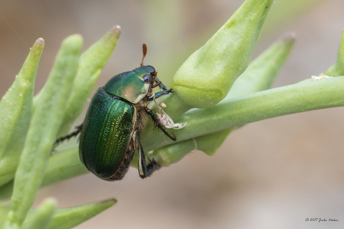 Anomala vitis - Vine chafer Captured on the beach in Halkidiki, Greece. I took a few pics and... it flew away! Animal,Animalia,Anomala vitis,Arthropoda,Central Macedonia,Coleoptera,Europe,Geotagged,Greece,Halkidiki,Insect,Insecta,Nature,Neos Marmaras,Rutelidae,Scarabeoidea,Sithonia,Spring,Vine chafer,Vine chafer beetle
