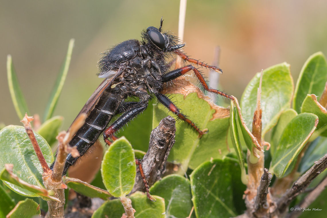 Robber fly - Stenopogon coracinus Captured in Greece, Sykia, Halkidiki.  Asilidae,Central Macedonia,Diptera,Geotagged,Greece,Halkidiki,Insect,Insecta,Robber fly,Sithonia,Spring,Stenopogon coracinus,Sykia