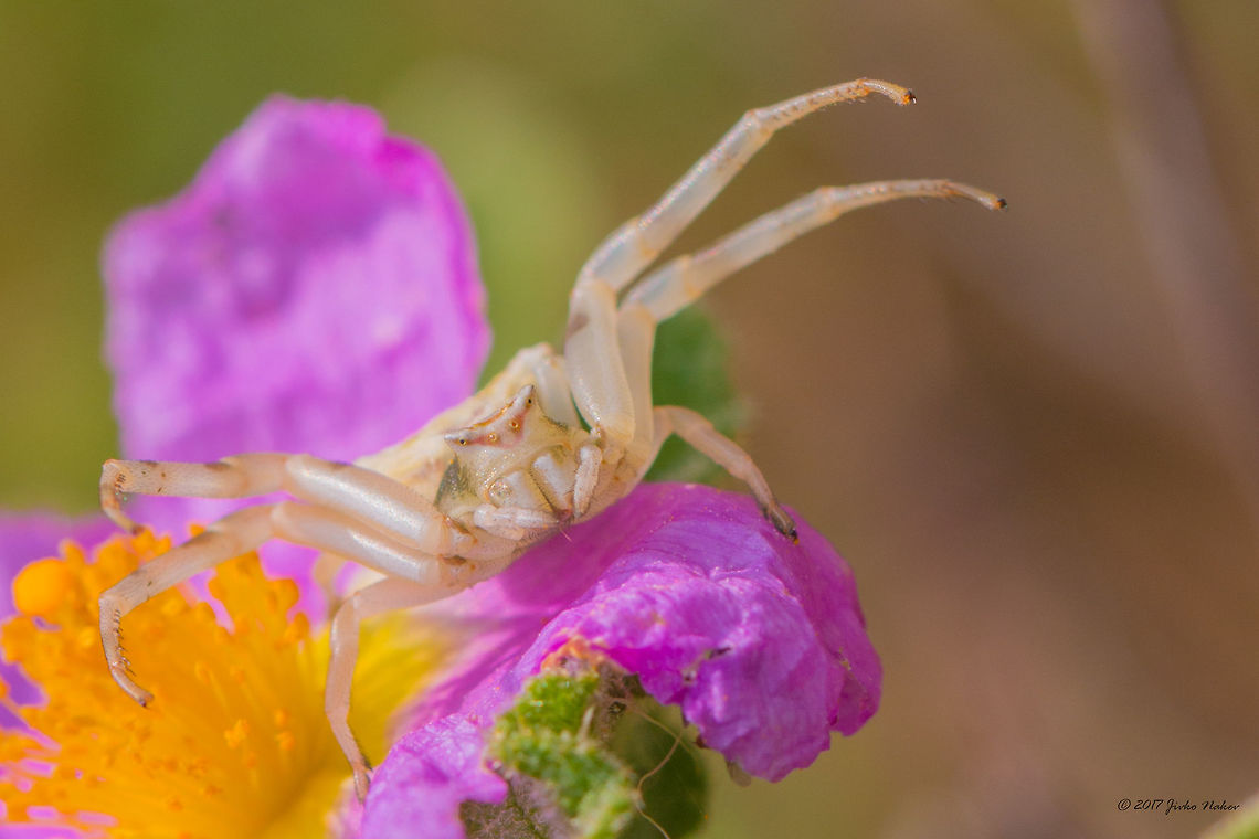 Crab Spider sitting in ambush - Thomisus onustus  Animal,Animalia,Arachnida,Araneae,Arthropoda,Central Macedonia,Europe,Flower crab spider,Geotagged,Greece,Halkidiki,Nature,Sithonia,Spring,Sykia,Thomisidae,Thomisus onustus,Wildlife