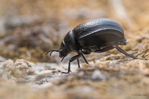 Darkling beetle - Pimelia subglobosa  Animal,Animalia,Arthropoda,Central Macedonia,Coleoptera,Darkling beetle,Europe,Geotagged,Greece,Halkidiki,Insect,Insecta,Nature,Pimelia subglobosa,Sithonia,Spring,Sykia,Tenebrionidae,Wildlife