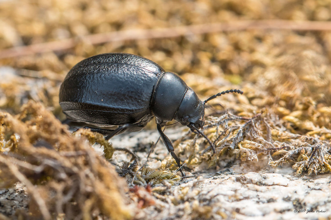 Darkling beetle - Pimelia subglobosa  Animal,Animalia,Arthropoda,Central Macedonia,Coleoptera,Darkling beetle,Europe,Geotagged,Greece,Halkidiki,Insect,Insecta,Nature,Pimelia subglobosa,Sithonia,Spring,Sykia,Tenebrionidae,Wildlife