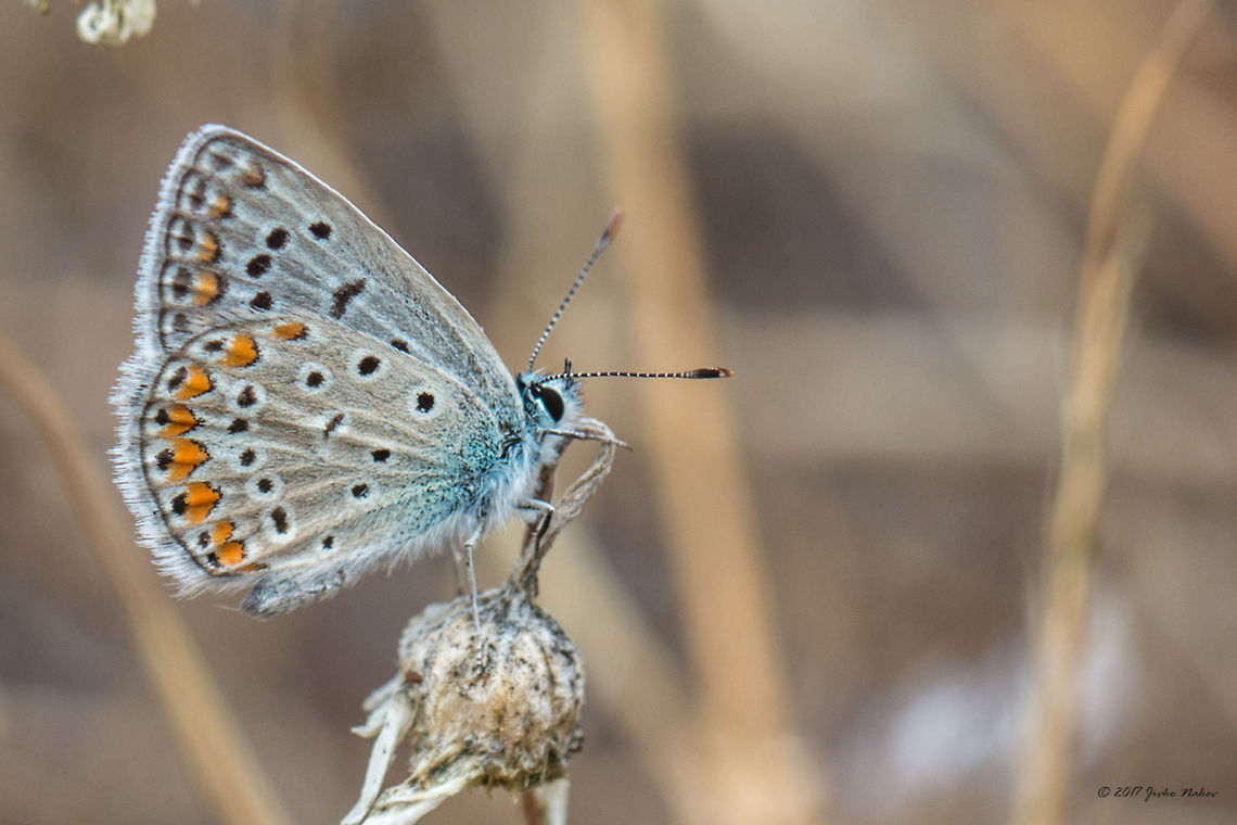 After checking all the puzzles I think it is Polyommatus icarus  Animal,Animalia,Arthropoda,Central Macedonia,Common Blue,Europe,Geotagged,Greece,Halkidiki,Insect,Insecta,Lepidoptera,Lycaenidae,Nature,Neos Marmaras,Polyommatus icarus,Sithonia,Spring,Wildlife