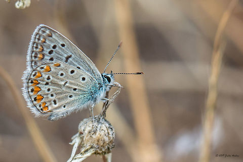 After checking all the puzzles I think it is Polyommatus icarus  Animal,Animalia,Arthropoda,Central Macedonia,Common Blue,Europe,Geotagged,Greece,Halkidiki,Insect,Insecta,Lepidoptera,Lycaenidae,Nature,Neos Marmaras,Polyommatus icarus,Sithonia,Spring,Wildlife