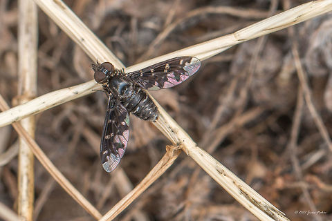 Silvery Bee-fly - Exoprosopa jacchus  Animal,Animalia,Arthropoda,Bombyliidae,Central Macedonia,Diptera,Europe,Exoprosopa jacchus,Geotagged,Greece,Halkidiki,Insect,Insecta,Nature,Silvery Bee-fly,Sithonia,Spring,Sykia,Wildlife