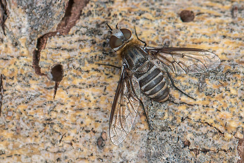 Bee-fly - Heteralonia dispar Synonym: Exoprosopa dispar Animal,Animalia,Arthropoda,Bombyliidae,Central Macedonia,Diptera,Europe,Exopsosopa dispar,Geotagged,Greece,Halkidiki,Heteralonia dispar,Insect,Insecta,Nature,Sithonia,Spring,Sykia,Wildlife