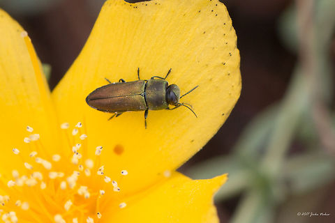Anthaxia umbellatarum Most probably Anthaxia umbellatarum umbellatarum. Animal,Animalia,Anthaxia (Haplanthaxia) umbellatarum,Anthaxia umbellatarum,Arthropoda,Buprestidae,Central Macedonia,Coleoptera,Europe,Geotagged,Greece,Halkidiki,Insect,Insecta,Jewel Beetle,Nature,Sithonia,Spring,Sykia,Wildlife