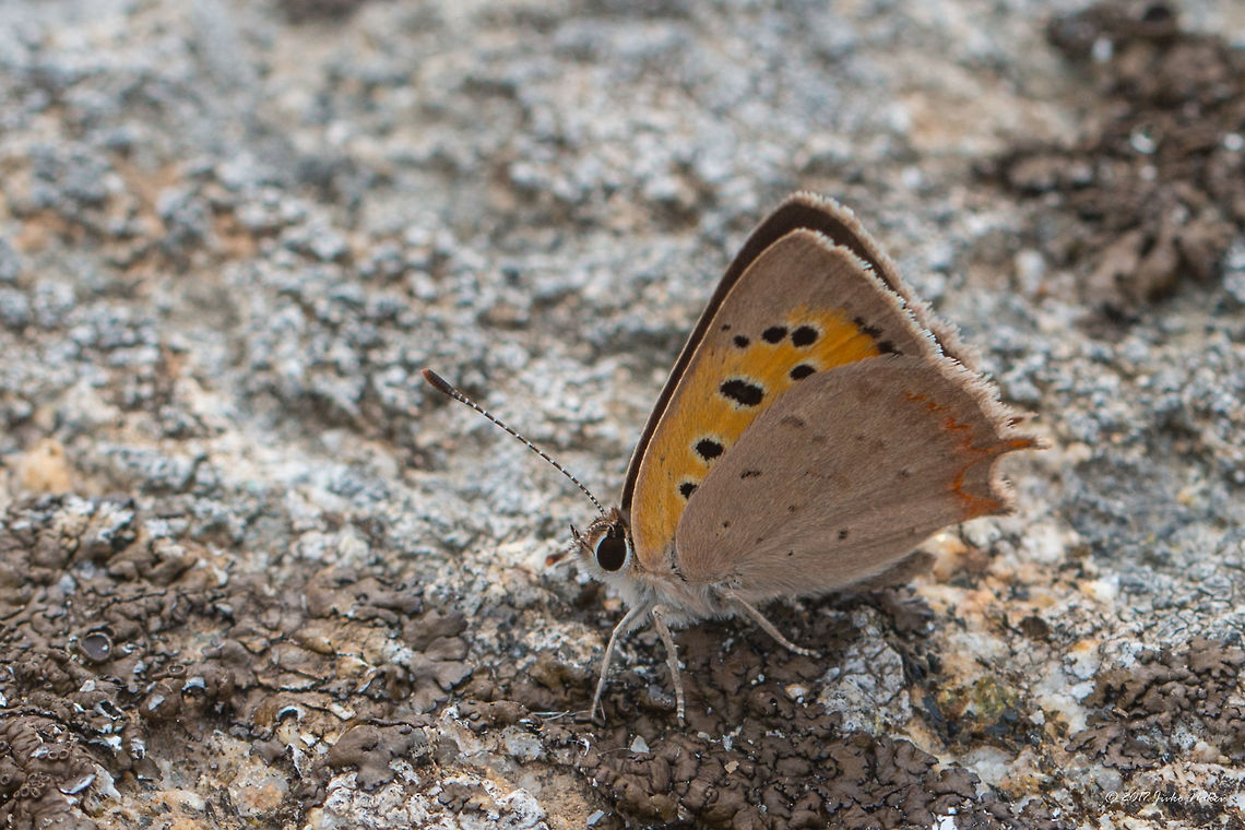 Small copper - Lycaena phlaeas Also called American or Common copper Animal,Animalia,Arthropoda,Central Macedonia,Common copper,Europe,Geotagged,Greece,Halkidiki,Insect,Insecta,Lepidoptera,Lycaena phlaeas,Lycaenidae,Nature,Sithonia,Small Copper,Small copper,Spring,Sykia