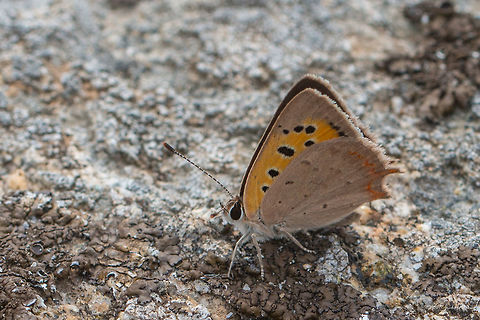 Small copper - Lycaena phlaeas Also called American or Common copper Animal,Animalia,Arthropoda,Central Macedonia,Common copper,Europe,Geotagged,Greece,Halkidiki,Insect,Insecta,Lepidoptera,Lycaena phlaeas,Lycaenidae,Nature,Sithonia,Small Copper,Small copper,Spring,Sykia