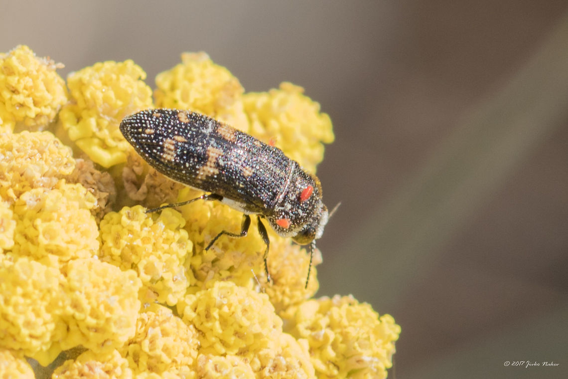 Acmaeoderella flavofasciata Jewel beetle Captured in Central Bulgaria, Park Panega, along the river Zaltna Panega. Unfortunatel not the best photo. Giving ride to a few mite nymphs as well. Seen on a Tansy flower (Tanacetum vulgare) Acmaeoderella flavofasciata,Animal,Animalia,Arthropoda,Bulgaria,Buprestidae,Coleoptera,Europe,Geotagged,Insect,Insecta,Jewel Beetle,Nature,Park Panega,Summer,Wildlife,Wood-boring Beetle