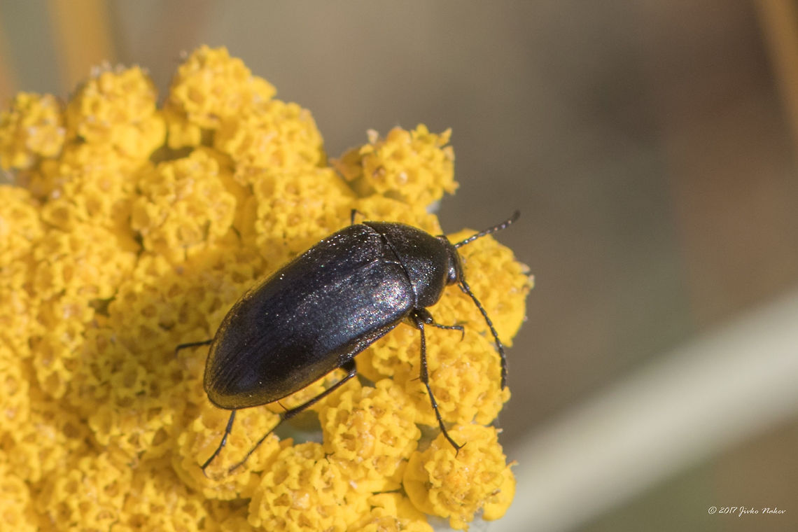 Podonta nigrita Captured in Central Bulgaria, Park Panega, along the river Zlatna Panega, feeding on a Tansy flower (Tanacetum vulgare) Animal,Animalia,Arthropoda,Bulgaria,Coleoptera,Darkling beetle,Europe,Geotagged,Insect,Insecta,Nature,Park Panega,Podonta nigrita,Summer,Tenebrionidae,Wildlife