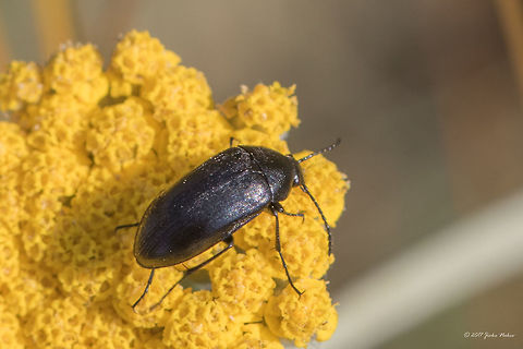 Podonta nigrita Captured in Central Bulgaria, Park Panega, along the river Zlatna Panega, feeding on a Tansy flower (Tanacetum vulgare) Animal,Animalia,Arthropoda,Bulgaria,Coleoptera,Darkling beetle,Europe,Geotagged,Insect,Insecta,Nature,Park Panega,Podonta nigrita,Summer,Tenebrionidae,Wildlife
