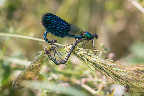 Mating couple Banded demoiselle - Calopteryx splendens Zlatna Panega river park - hundreds, thousands of them flying around! 24th June. 2017 Animal,Animalia,Arthropoda,Banded Demoiselle,Banded demoiselle,Bulgaria,Calopterygidae,Calopteryx splendens,Damselfly,Europe,Geotagged,Insect,Insecta,Nature,Odonata,Park Panega,Summer,Wildlife