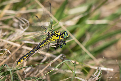 Gomphus vulgatissimus - female River Zlatna Panega nature park. Animal,Animalia,Arthropoda,Bulgaria,Clubtail dragonfly,Common clubtail,Dragonfly,Europe,Geotagged,Gomphidae,Gomphus vulgatissimus,Insect,Insecta,Nature,Odonata,Park Panega,Summer,Wildlife
