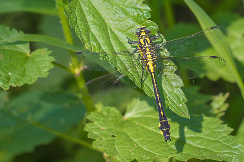 Gomphus vulgatissimus - female River Zlatna Panega nature park. Animal,Animalia,Arthropoda,Bulgaria,Clubtail dragonfly,Common clubtail,Dragonfly,Europe,Geotagged,Gomphidae,Gomphus vulgatissimus,Insect,Insecta,Nature,Odonata,Park Panega,Summer,Wildlife