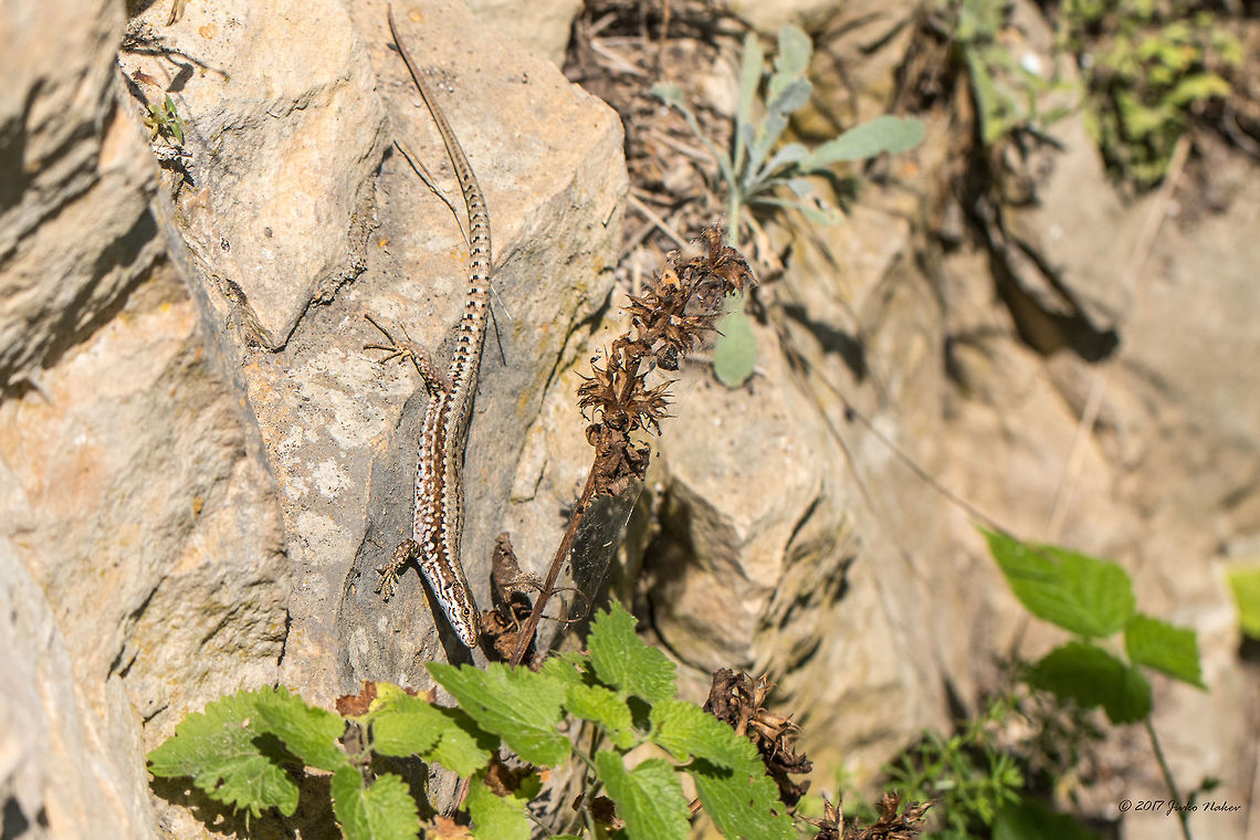 Common wall lizard - Podarcis muralis  Animal,Animalia,Bulgaria,Chordata,Common wall lizard,Europe,Geotagged,Lacertidae,Nature,Park Panega,Podarcis muralis,Reptilia,Squamata,Summer,Wildlife