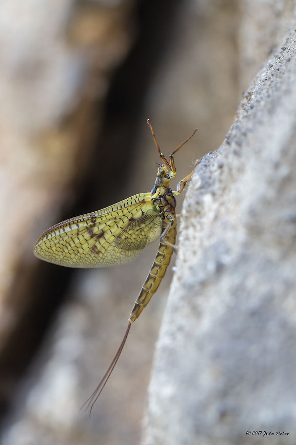 Mayfly Captured on a vertical rock over a narrow artificial wooden path over the water. I think I have just identified it! Hope it is correct! Animal,Animalia,Arthropoda,Bulgaria,Ephemera,Ephemera vulgata,Ephemeridae,Ephemeroptera,Europe,Geotagged,Insect,Insecta,Mayfly,Nature,Park Panega,Summer,Wildlife