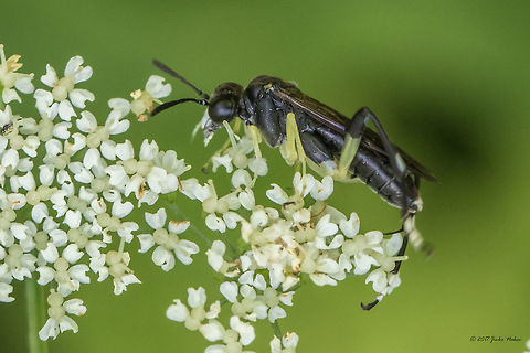 Sawfly Macrophya montana male Captured on Vitosha moountain near Sofia Animal,Animalia,Arthropoda,Bistrishko Branishte Nature Reserve,Bulgaria,Europe,Geotagged,Hymenoptera,Insect,Insecta,Macrophya montana,Nature,Summer,Symphyta,Tenthredinidae,Vitosha Mountain Nature Park,Wildlife
