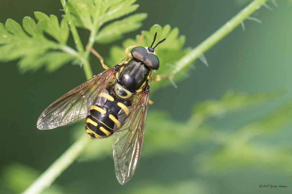 Hoverfly Chrysotoxum verralli  Animal,Animalia,Arthropoda,Bistrishko Branishte Nature Reserve,Bulgaria,Chrysotoxum verralli,Diptera,Europe,Geotagged,Insect,Insecta,Nature,Summer,Syrphid fly,Syrphidae,Vitosha Mountain Nature Park,Wildlife