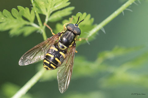 Hoverfly Chrysotoxum verralli  Animal,Animalia,Arthropoda,Bistrishko Branishte Nature Reserve,Bulgaria,Chrysotoxum verralli,Diptera,Europe,Geotagged,Insect,Insecta,Nature,Summer,Syrphid fly,Syrphidae,Vitosha Mountain Nature Park,Wildlife