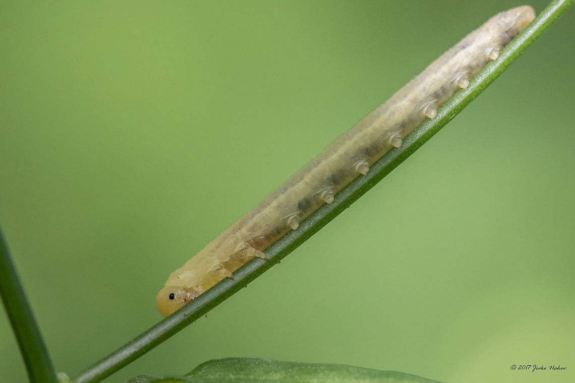 Sawfly larva (Tenthredinidae) Almost impossible to be identified based on a photo. Animal,Animalia,Arthropoda,Bistrishko Branishte Nature Reserve,Bulgaria,Europe,Geotagged,Hymenoptera,Insect,Insecta,Nature,Summer,Tenthredinidae,Vitosha Mountain Nature Park,Wildlife
